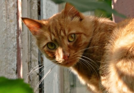 A ginger cat - cat, feline, ginger, fence