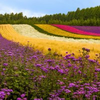 Field of Gorgeous Flowers