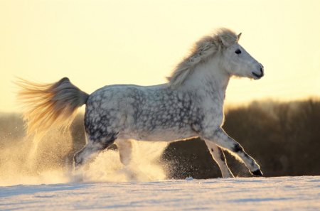 Running in snow - horse, animals, snow, cavalo, stallion