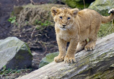 Lion Cub - cub, lion, cat, animals