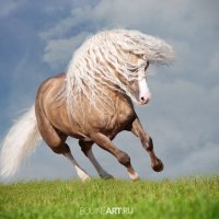 Beautiful Stallion