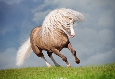 Beautiful Stallion - horse, cavalo, animals, stallion