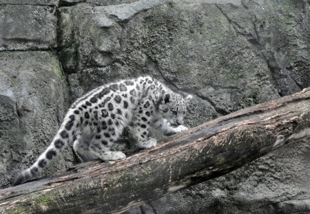 Snow Leopard - leopard, cub, snow, cat, animals