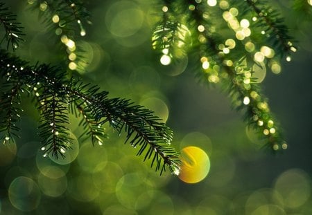 Bokeh - nature, Bokeh, green, photgraphy, plant