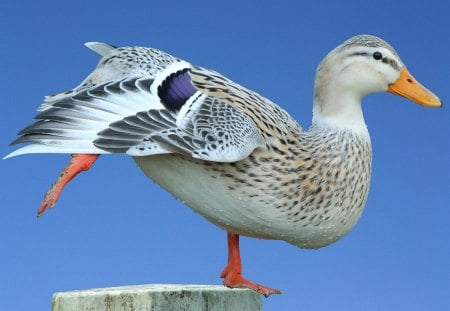 Yoga-Duck - eend, duck, background, smient, yoga, funny, foto, best