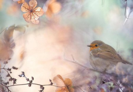 Robin - soft, robin, bough, cute, spring, bird