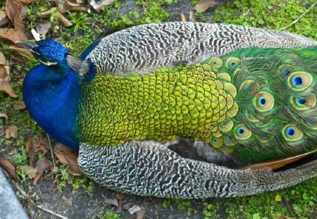 PEACOCK - PEACOCK, BIRD, COLOURS, PRETTY