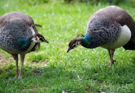 PEAHENS - peahens, two, pretty, birds