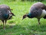 PEAHENS