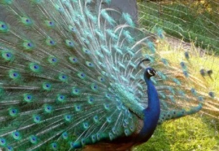 PEACOCK - colours, pretty, bird, peacock