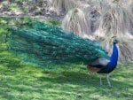 BLUE PEACOCK