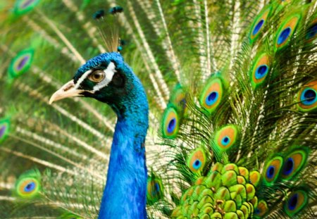 BLUE PEACOCK - PEACOCK, BIRD, BLUE, PRETTY