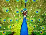 PEACOCK