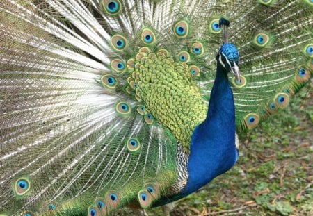 PEACOCK - PEACOCK, BIRD, COLOURS, PRETTY