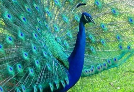 Display - tail, peacock, fan, feathers, color, bird