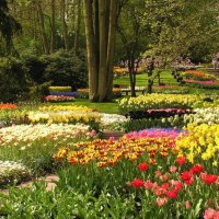 Keukenhof Gardens, Netherlands