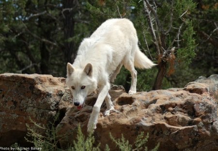 Arctic Wolf - nature, hunting, predator, wilderness, wolfpark