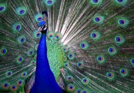 Strut - tail, bird, peacock, display, feathers, colors