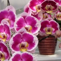 Beautiful orchids