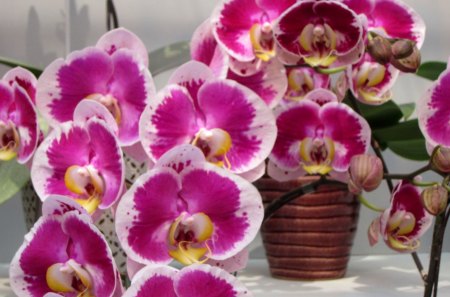 Beautiful orchids - flowers, beautiful, orchids, pink