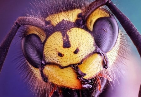 Hornet - detail, yellow, eyes, pink, head, animal, nature, purple, fly, hornet, insect