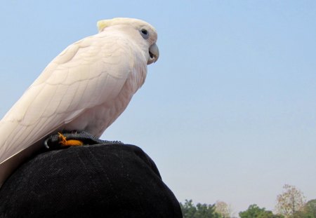 Standing on the hat - standing on, hat, watch, Parrot, cute, smart