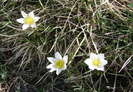 Schneerosen - blume, natur, sonne, tirol