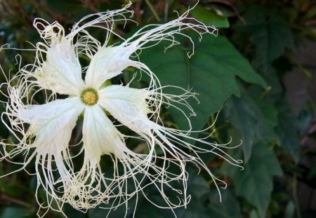 Strange Flower - beautiful, white, flower, green