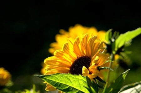 Sunflower - Sunflower, flower, yellow, nature