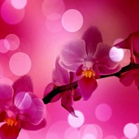 PINK ORCHID