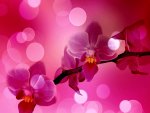 PINK ORCHID