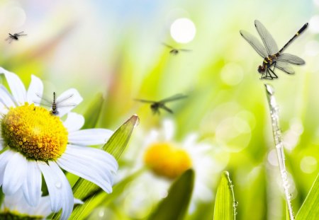 Daisy Dragonfly Duet - summer, fleurs, flowers, shadows, spring, fragrant, chamomile, garden, morning, light, fade, dragonfly, bokeh, daisies, sunshine