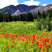 Mountain meadow
