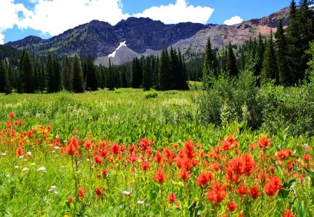 Mountain meadow - pretty, calm, grass, meadow, mountain, flowers, field, nice, sky, greenery, trees, beautiful, lovely, freshness, peaks, wildflowers, nature, green, delight, serenity