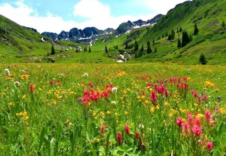 Mountain delight - beautiful, grass, fresh, nature, mountain, greenery, flowers, slope, wildflowers, prestty, delight, sky, peaks, freshness, nice, lovely, trees, green