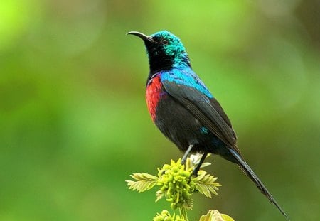 Sunbird - red, bird, sunbird, black, africa, leaves, blue