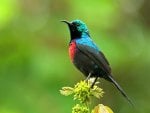 Sunbird