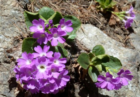 Gebirgsblume - blume, pflanze, gebirge, sun