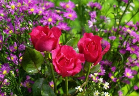 Land of flowers - summer, beautiful, freshhness, land, violet, nature, park, colorful, purple, pretty, flowers, spring, delight, fragrance, garden, roses, nice, scent, lovely