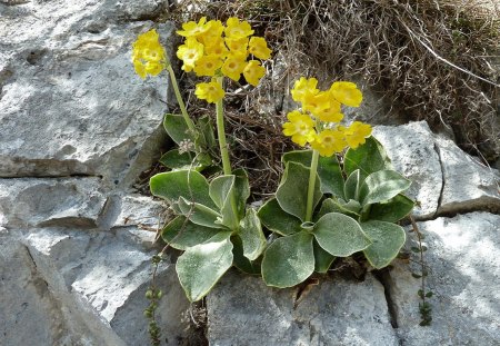 Alpenblume - blume, sonne, gebirge, alpen