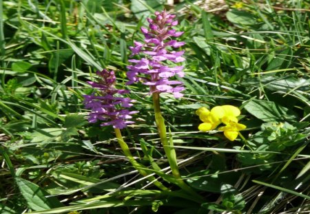 Almblume - blumen, sonne, gebirge, alm