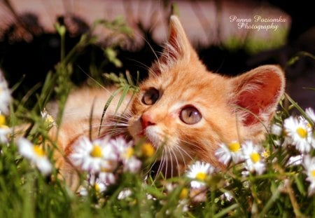 ✰I Need Spring✰ - pretty, fun, blossom, grass, spring, leaves, flowers, jolly, domesticated, kitten, garden, cats, plants, pets, blooms, beautiful, photography, colors, lovely, cool, love, cheerful, colorful, nature, cute, adorable, animals, kitty