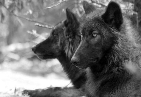 2 Of A Kind - photography, wolves, animals, abstract