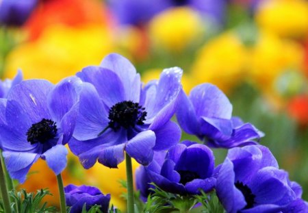 Welcome Spring - flowers, spring, colors, blue