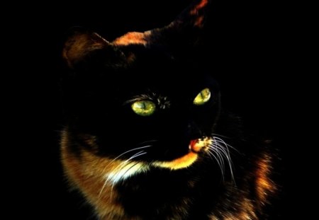 Black cat - yellow eyes, dark, cat, animals, pet