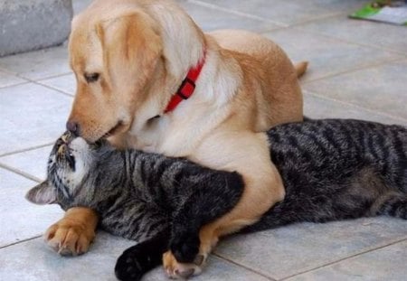 Got You!!!! - wrestling, pals, cat, dog