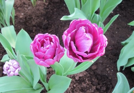 Spring perfume day 24 Tulips - soil, Flowers, purple, green, brown, Garden, Photography, pink