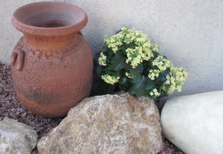 Spring perfume day 31 Kalanchoe - Kalanchoe, Yellow, Flowers, photography, green, Garden, clay, jar, rocks