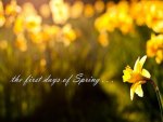 The first days of spring ...