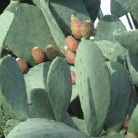 Cactus Fruit